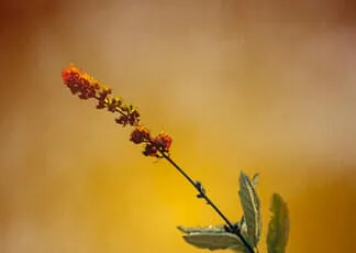 Unser Garten Bild 7